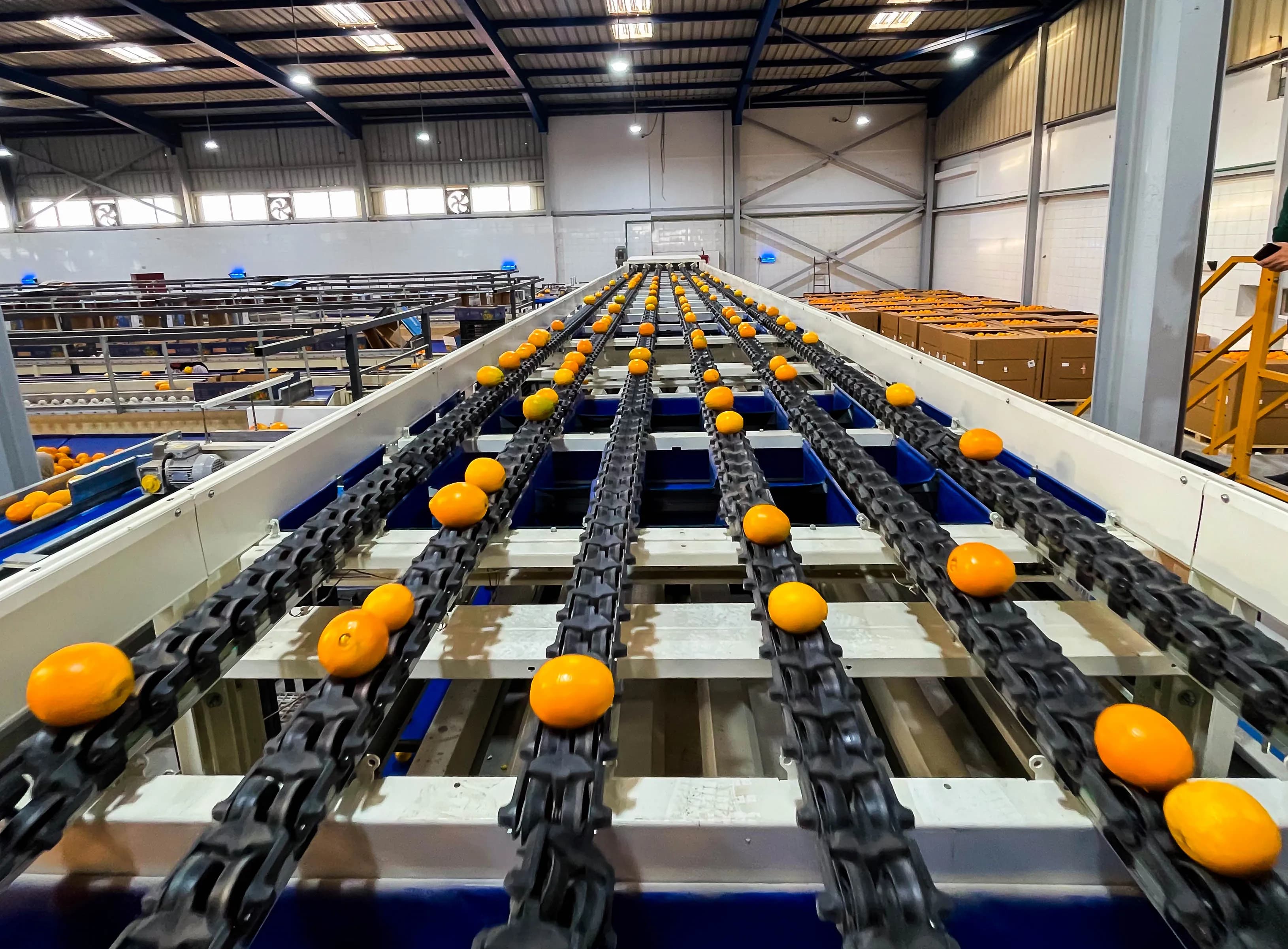 Sorting Line