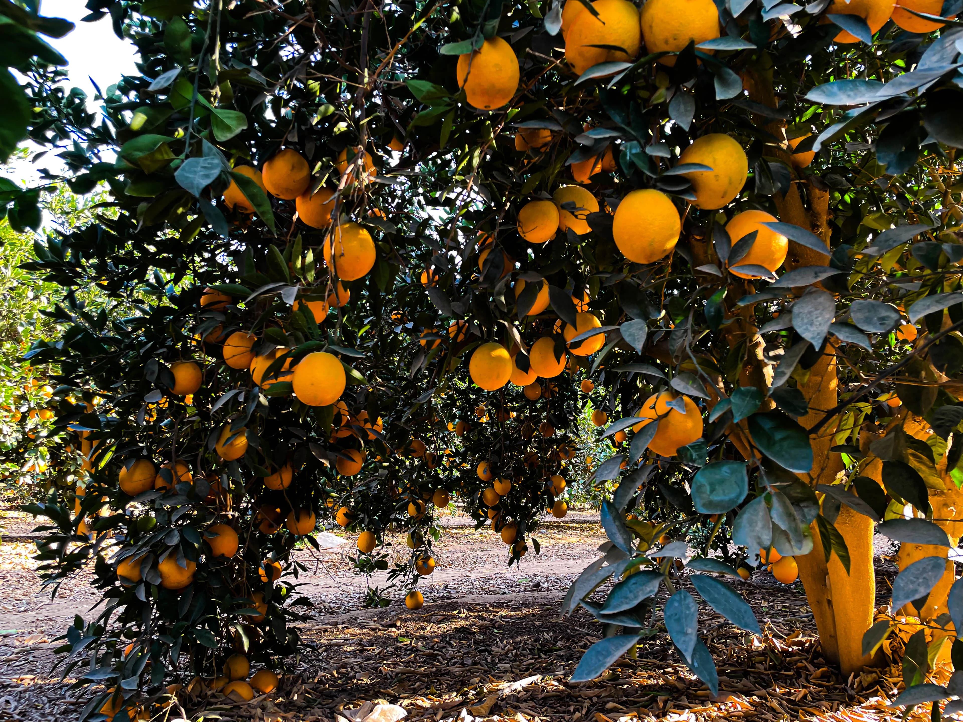 Orange Trees