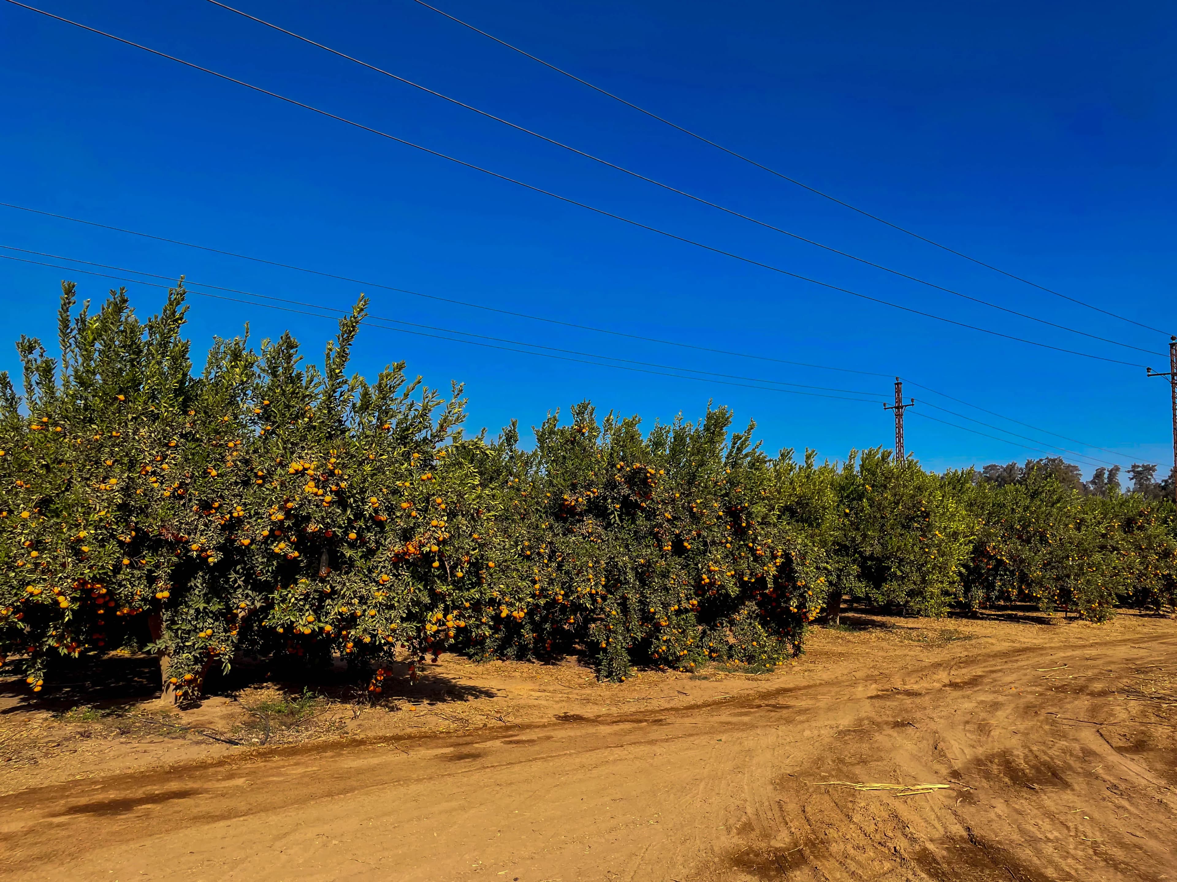 Orchard Panorama